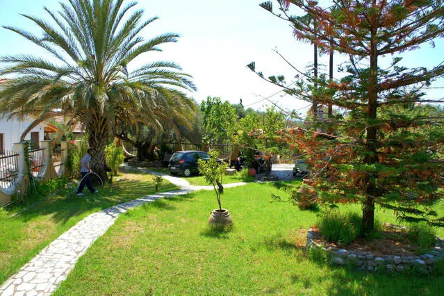 Garden with a stone path, a palm tree and a tall conifer
